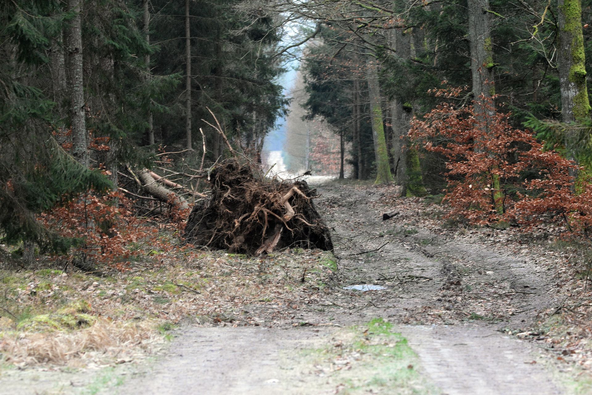 Sunki vetra do 140 km/h, sprožen tudi SI-Alarm