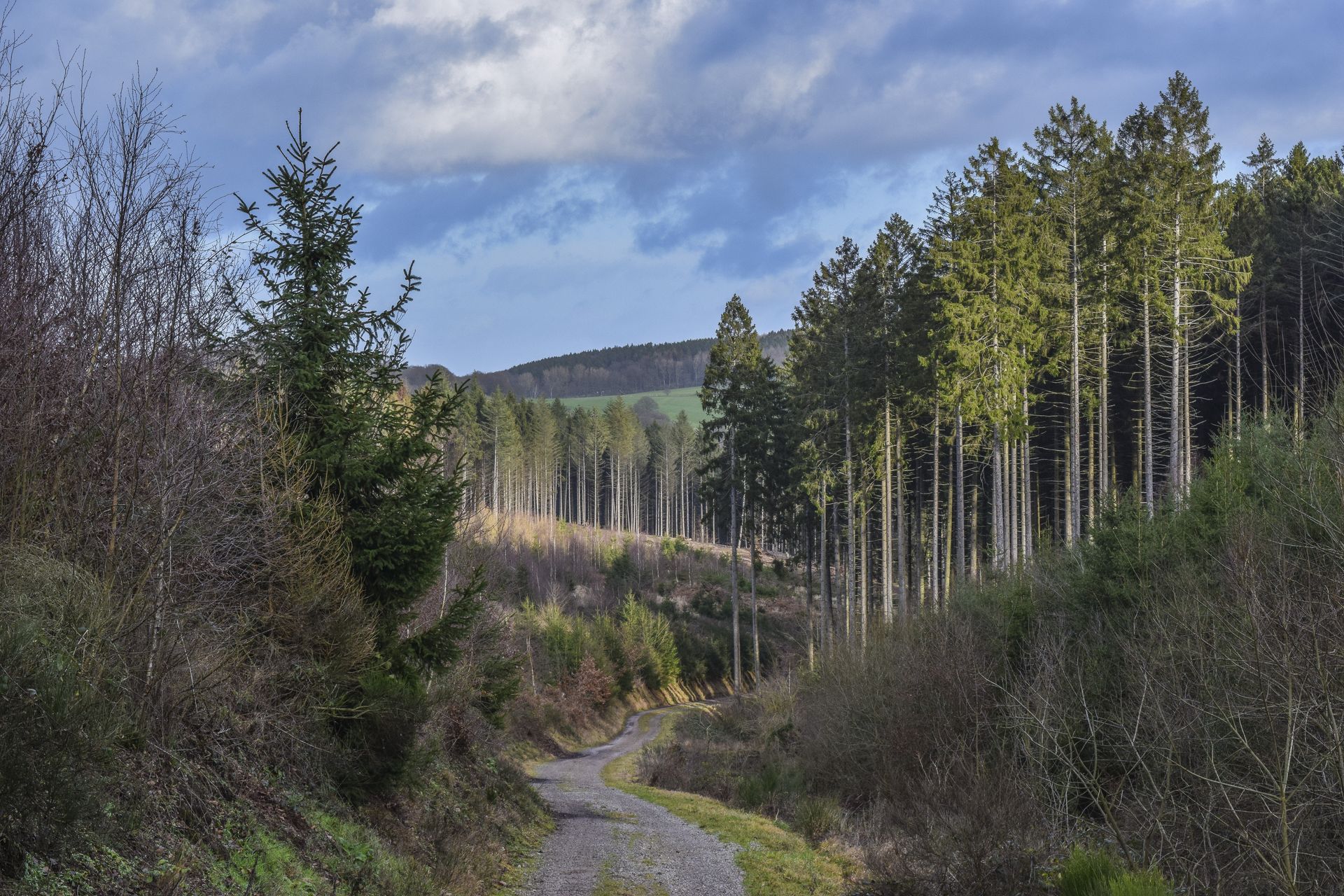 Območja letošnjih snegolomov in vetrolomov bodo na udaru podlubnikov