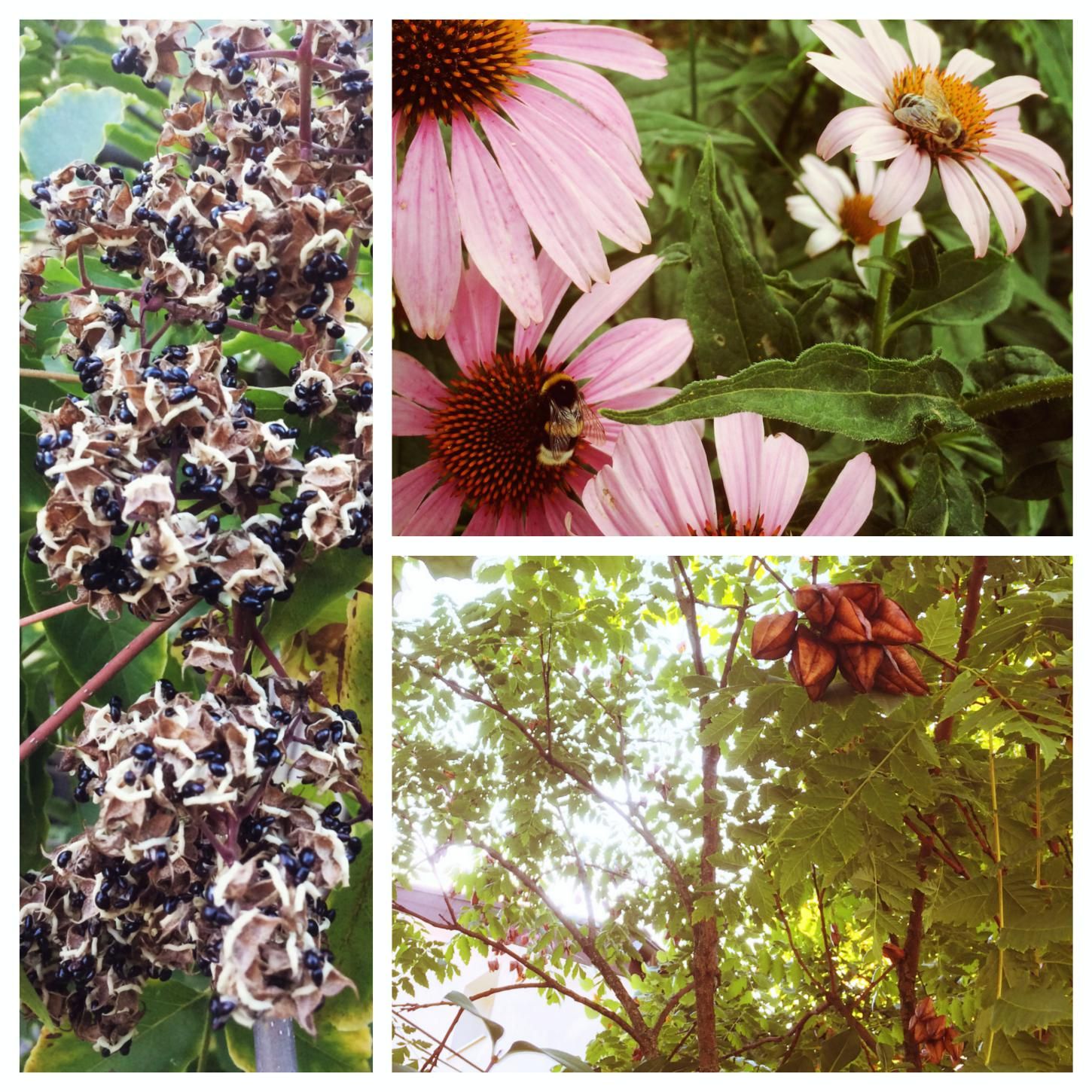 Medovite rastline v urbanem okolju