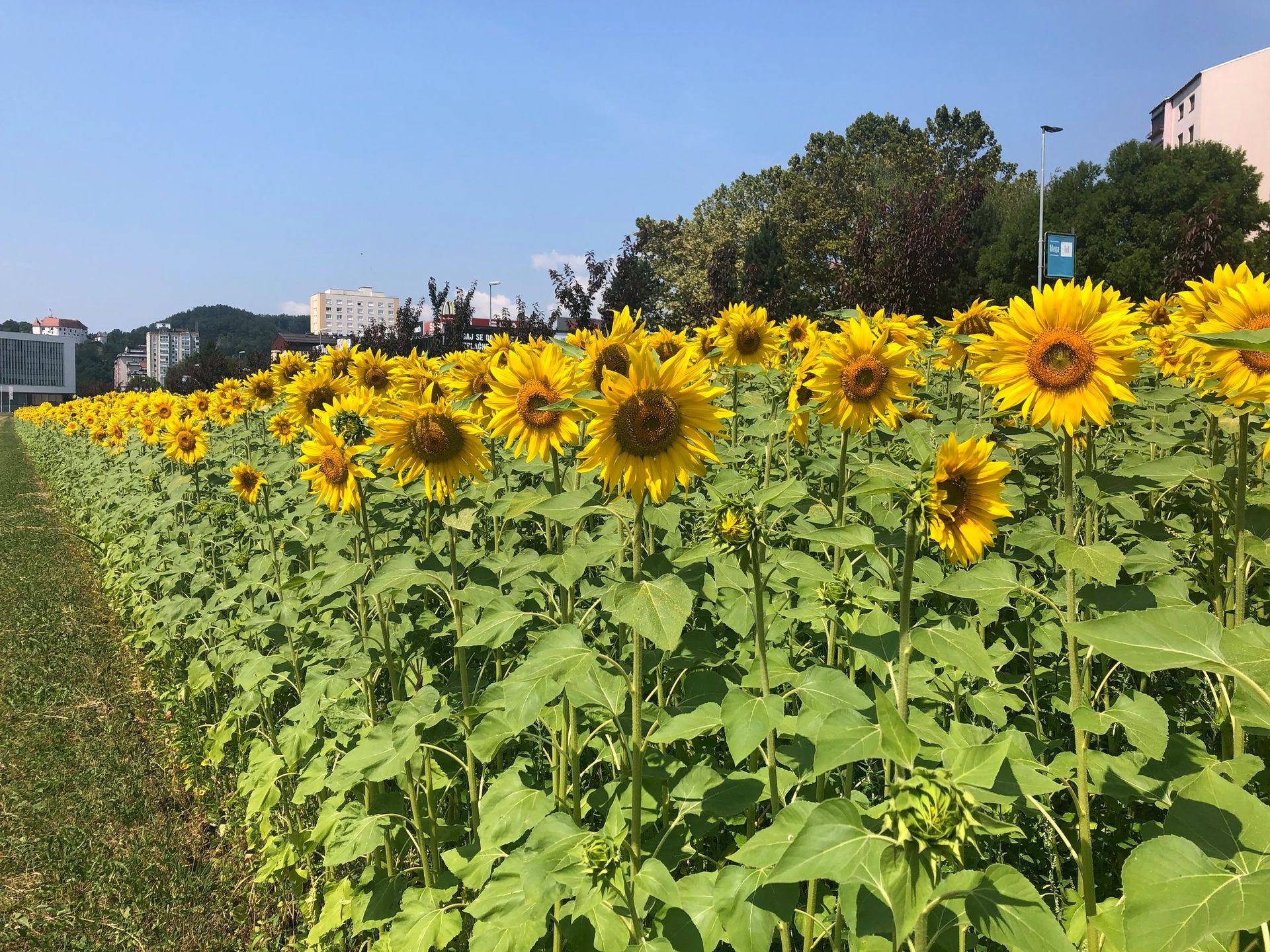 Velenje ostaja del zgodbe Sejemo sončno prihodnost