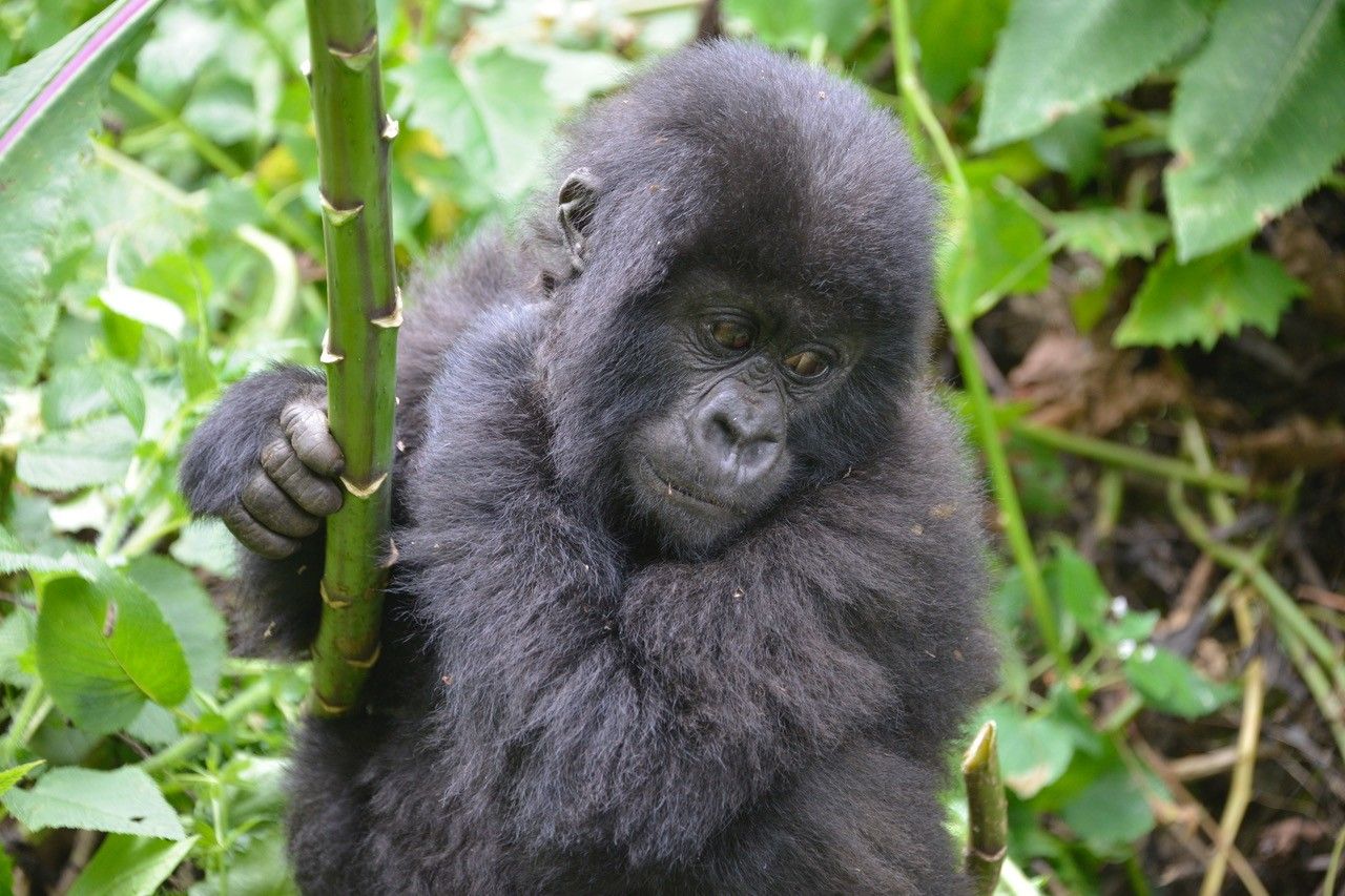 Ruanda – gorske gorile