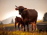 Vročina in sušne razmere ne prizanašajo rejnim živalim