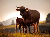 Vročina in sušne razmere ne prizanašajo rejnim živalim