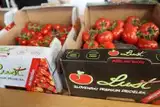 Slovenski paradižniki na ocenjevanju ZPS v povprečju prejeli boljšo oceno kot tuji