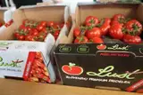 Slovenski paradižniki na ocenjevanju ZPS v povprečju prejeli boljšo oceno kot tuji