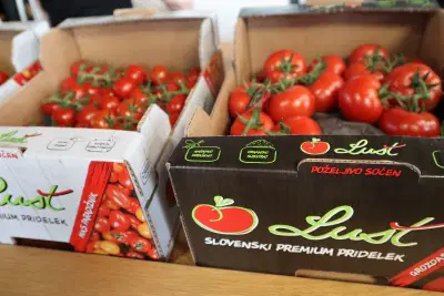 Slovenski paradižniki na ocenjevanju ZPS v povprečju prejeli boljšo oceno kot tuji
