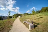 (VIDEO) Z županom po mestu: Kakšen je načrt za dolgoročno vzdrževanje dreves?