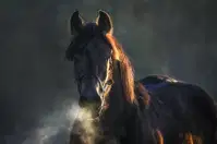 Trener v zameno za boljše konje od tekmovalk pričakoval spolne odnose