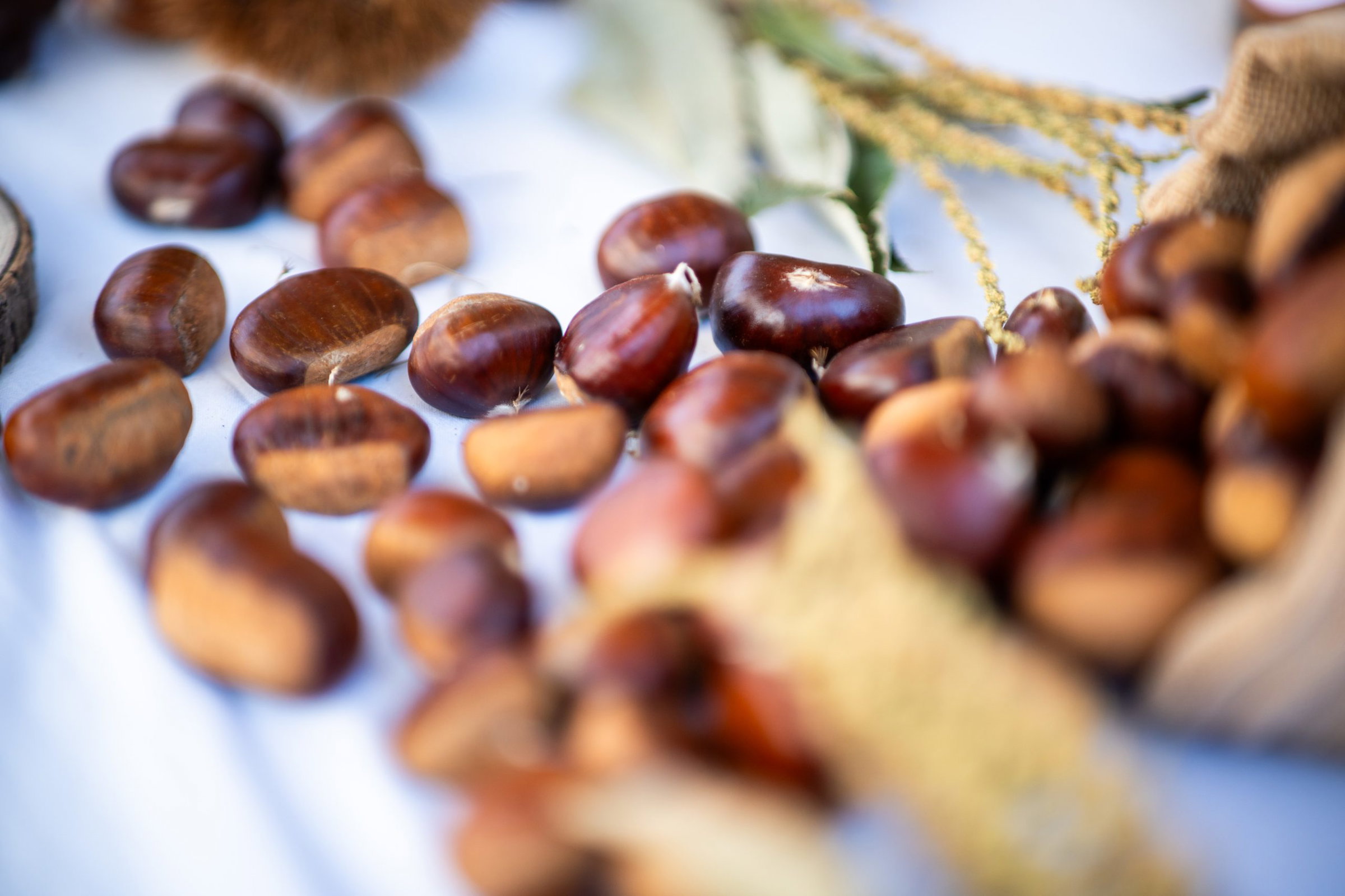 V soboto pri Lipi samostojnosti tradicionalni kostanjev piknik