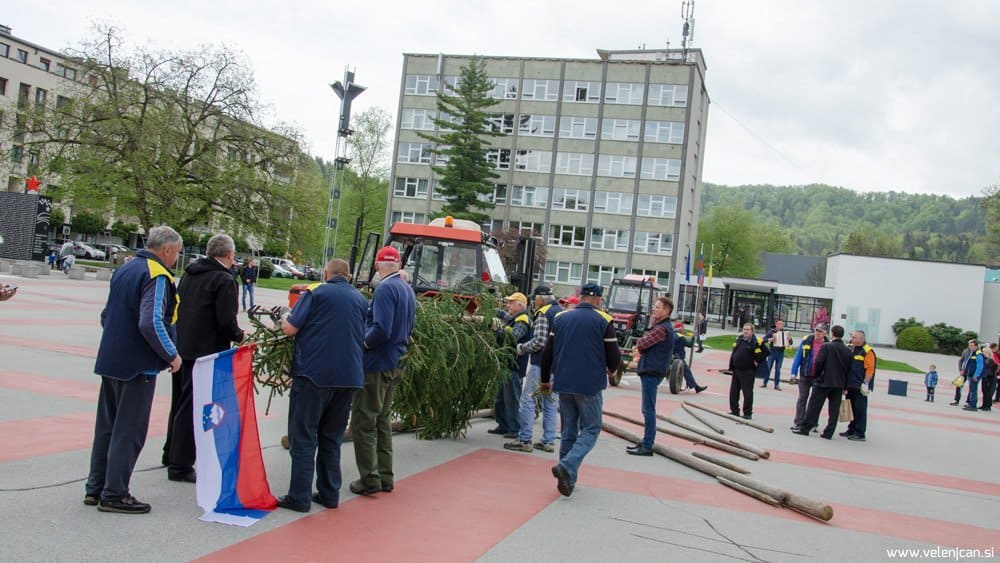 V prihodnjem tednu postavljanje mlajev