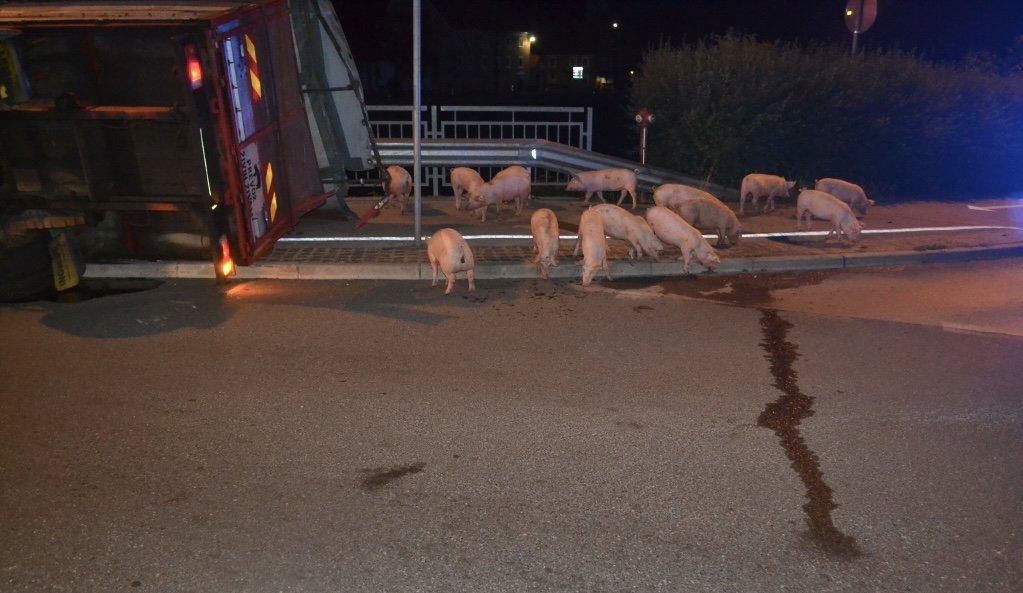 V Celju se je prevrnilo tovorno vozilo v katerem je bilo več prašičev