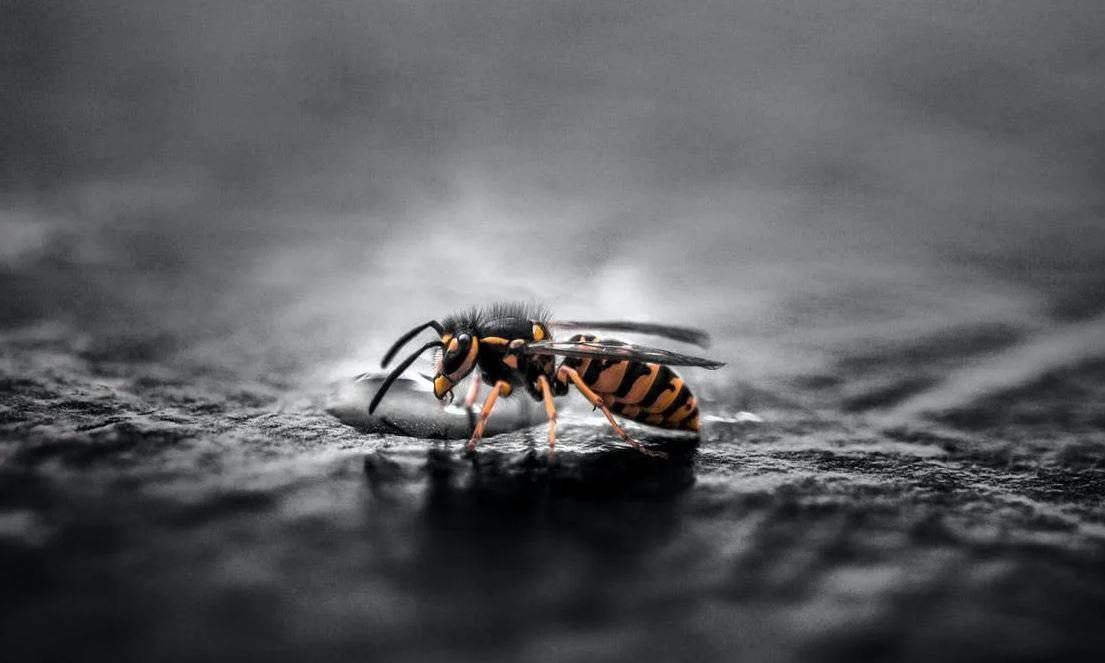 Na pokopališčih spet nadležne ose