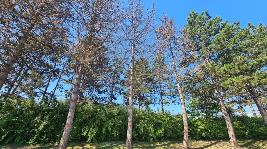 Zaradi varnosti bodo odstranili opešane bore na Goriški cesti