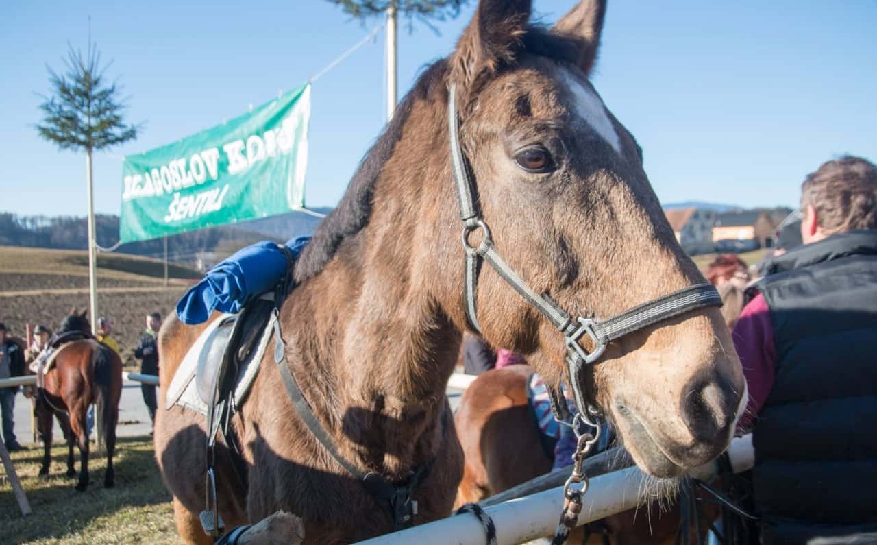 Tradicionalni blagoslov konj na Štefanovo v Šentilju pri Velenju