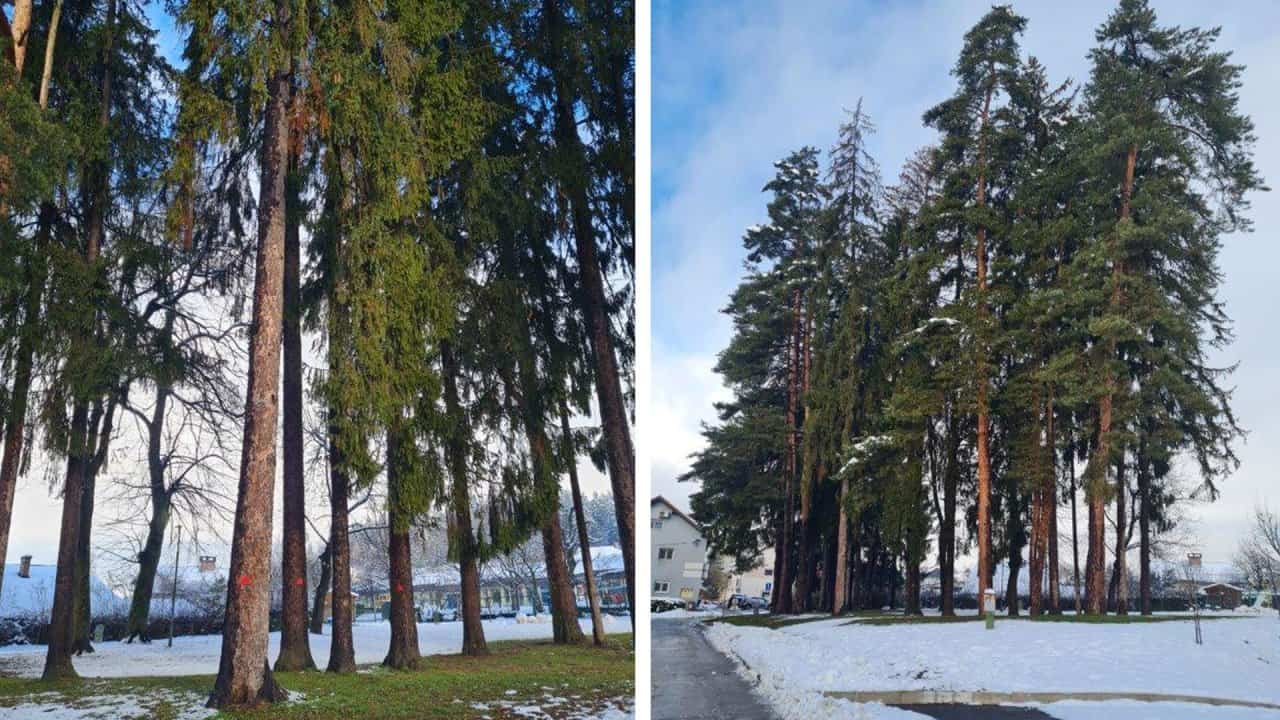 Zaradi zagotavljanja varnosti bodo odstranili štiri smreke