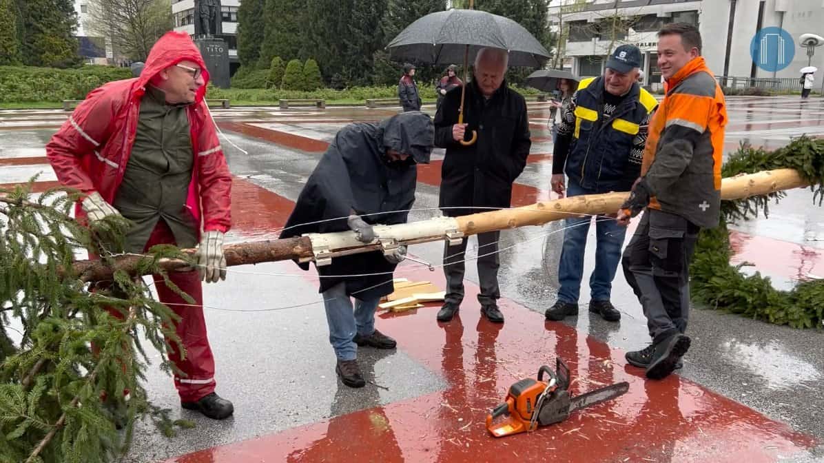 VIDEO: Kako in zakaj v Velenju postavljamo mlaj?