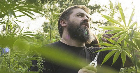 Premiera novega slovenskega filma Konoplja osvobaja