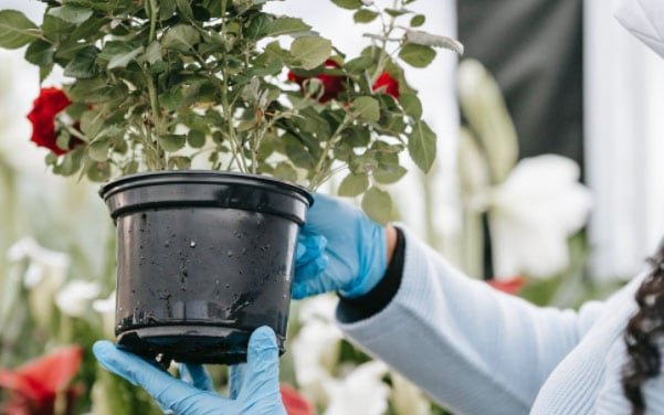 Rožnik odpira šoštanjski trg