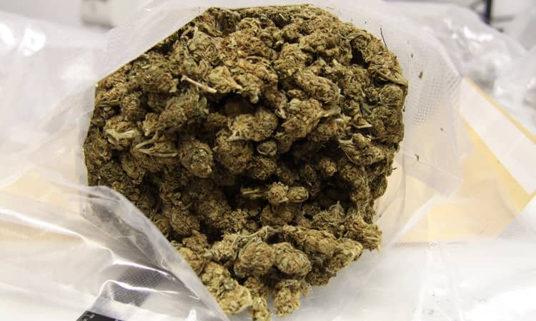 Policisti zasegli dobrih 5 kg konoplje