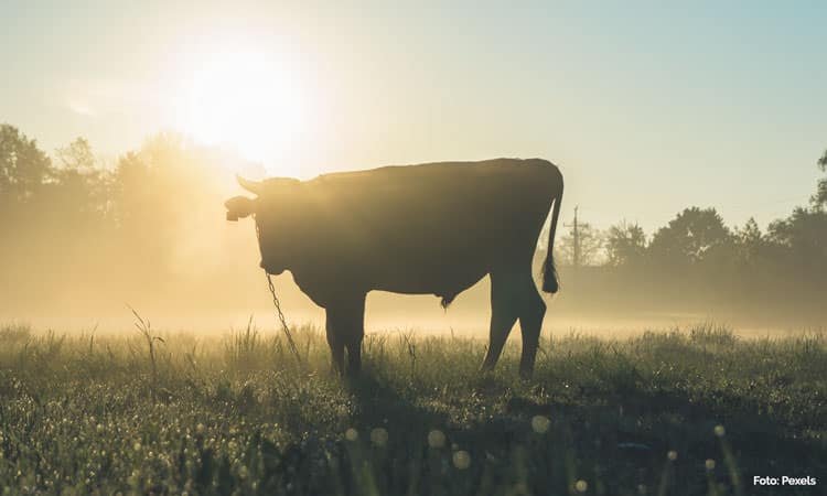 Sahadeva Dasa: Ubiti kravo pomeni konec človeške civilizacije