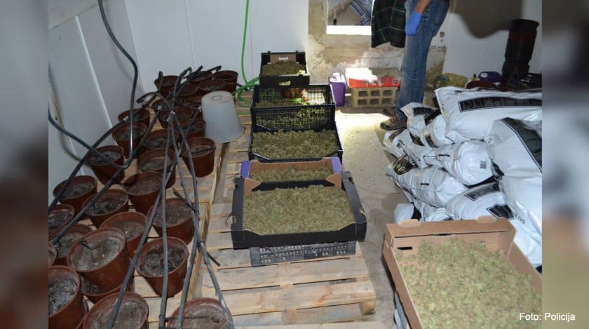 Policisti 53-letniku zasegli 10 kilogramov posušenih konopljinih vršičkov
