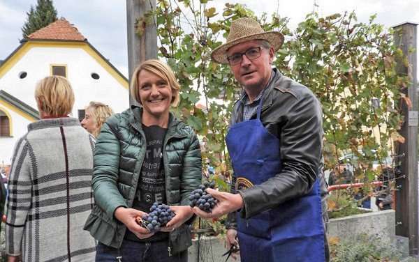 V Šmartnem ob Paki potekala tretja trgatev potomke najstarejše trte na svetu