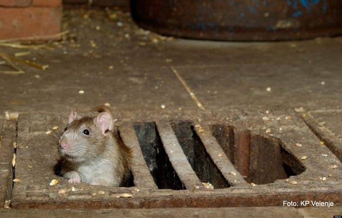 Deratizacija kanalizacijskega sistema