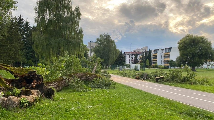 Na Vodnikovi cesti se je odlomilo drevo #foto