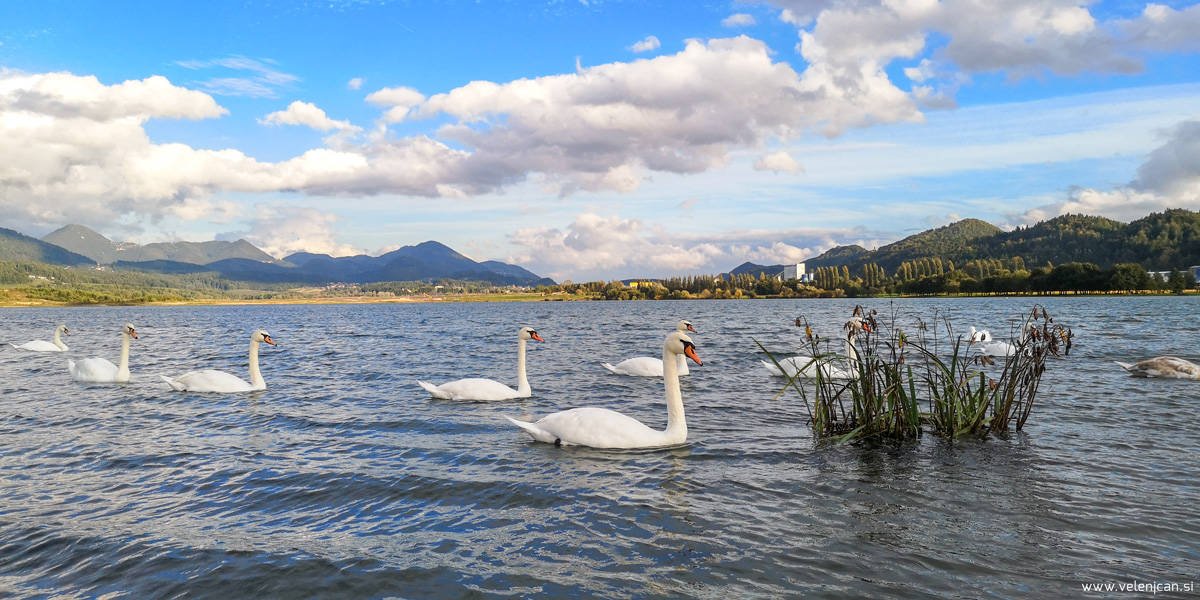 Kaj se v četrtek, 10. 10., dogaja v Velenju in okolici?