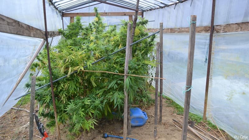 Na območju Rogaške Slatine zasegli okoli deset kilogramov posušene konoplje, nekaj konopljinega olja in več sadik konoplje