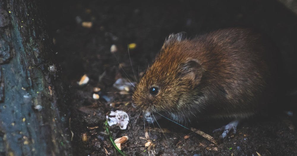 Deratizacija kanalizacijskega sistema v Šaleški dolini