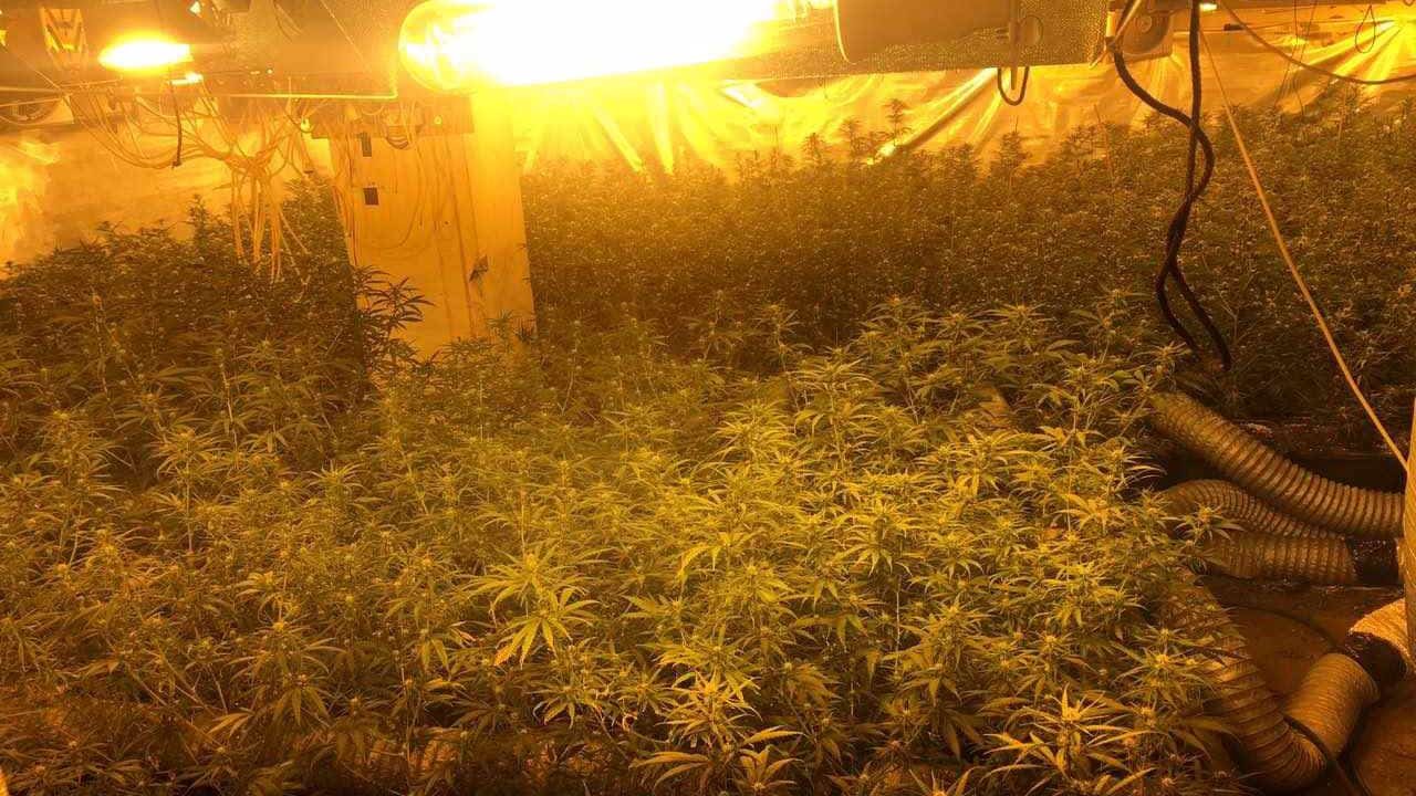 Zasegli okoli 1500 sadik konoplje ter dobrih 28 kilogramov posušene konoplje pripravljene za prodajo