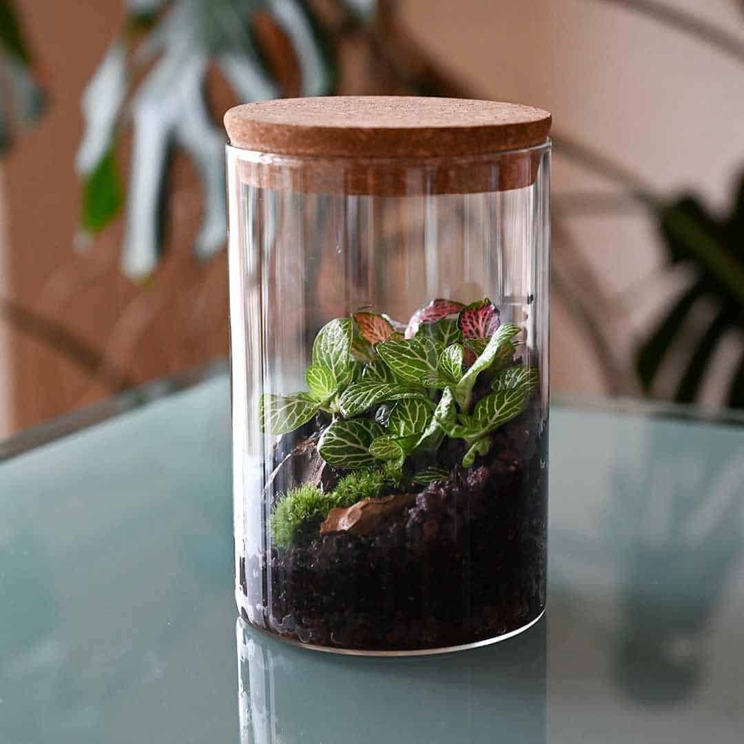 Ljubitelji rastlin in narave v soboto vabljeni na delavnico izdelave rastlinskih terarijev