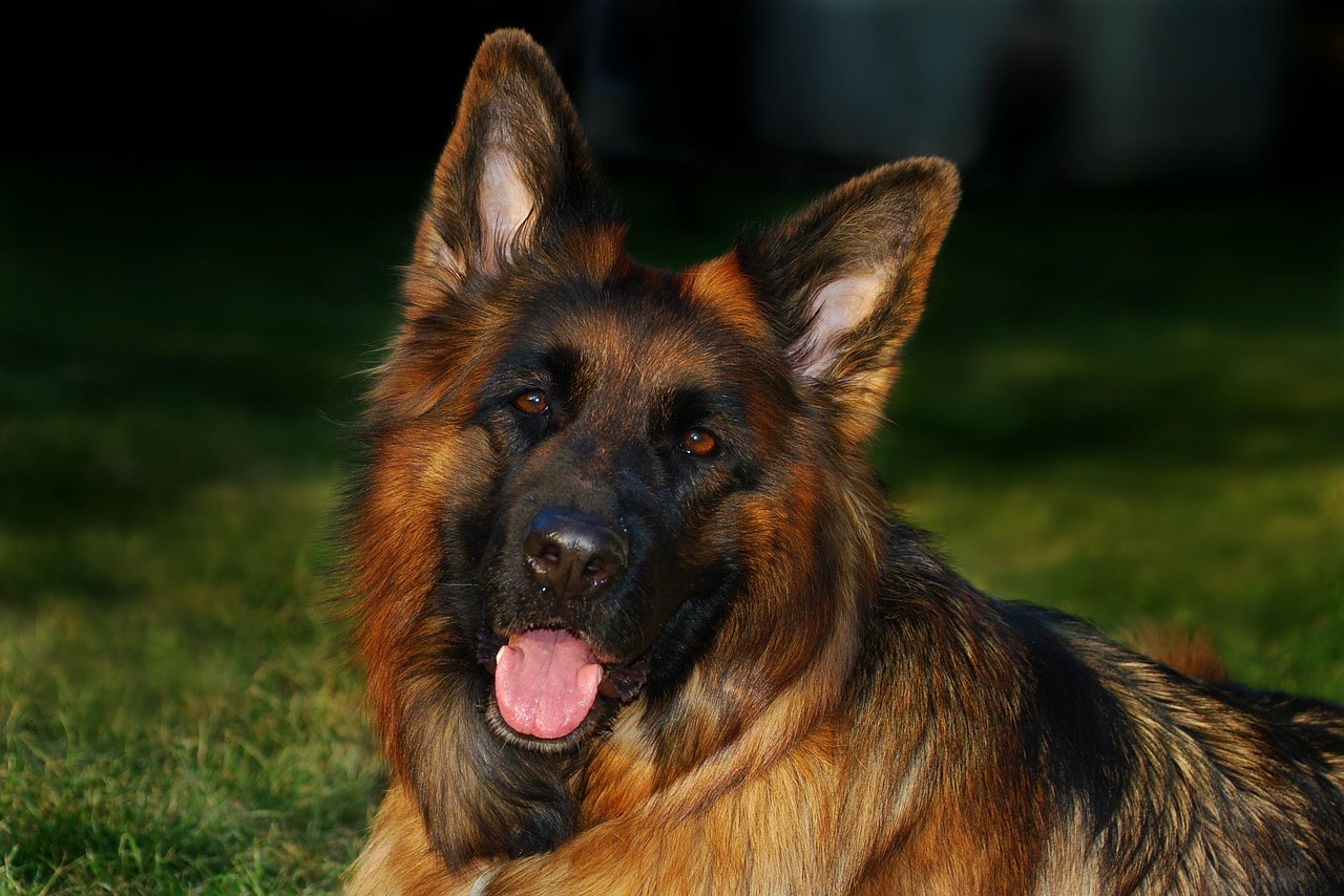 Sredi novembra stopa v veljavo popolna prepoved trajnega privezovanja psov v domačem okolju