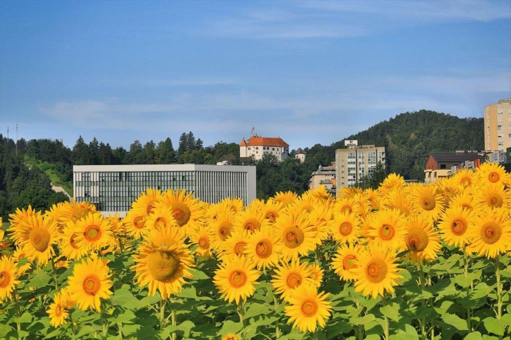 Pridružite se akciji Velenje – mesto cvetja