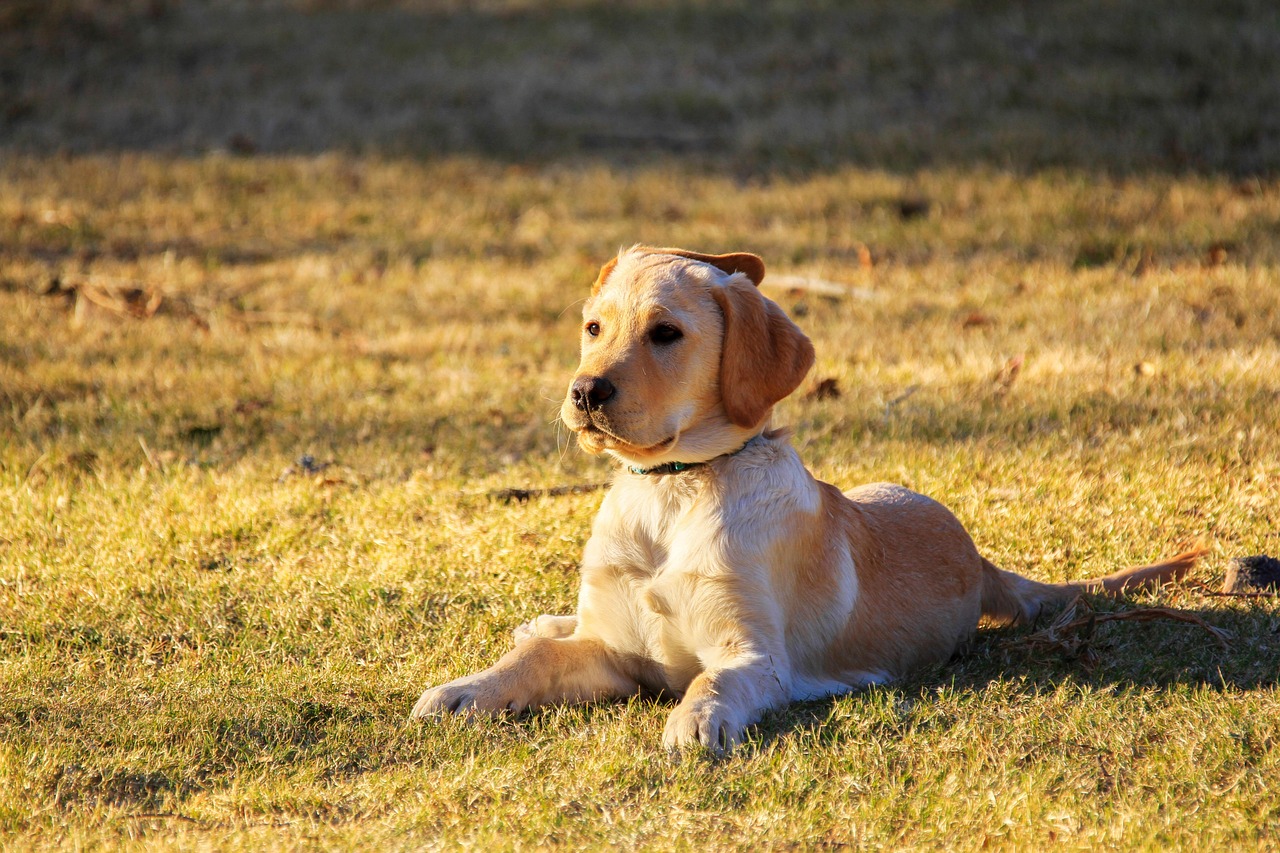 dog-5632005_1280