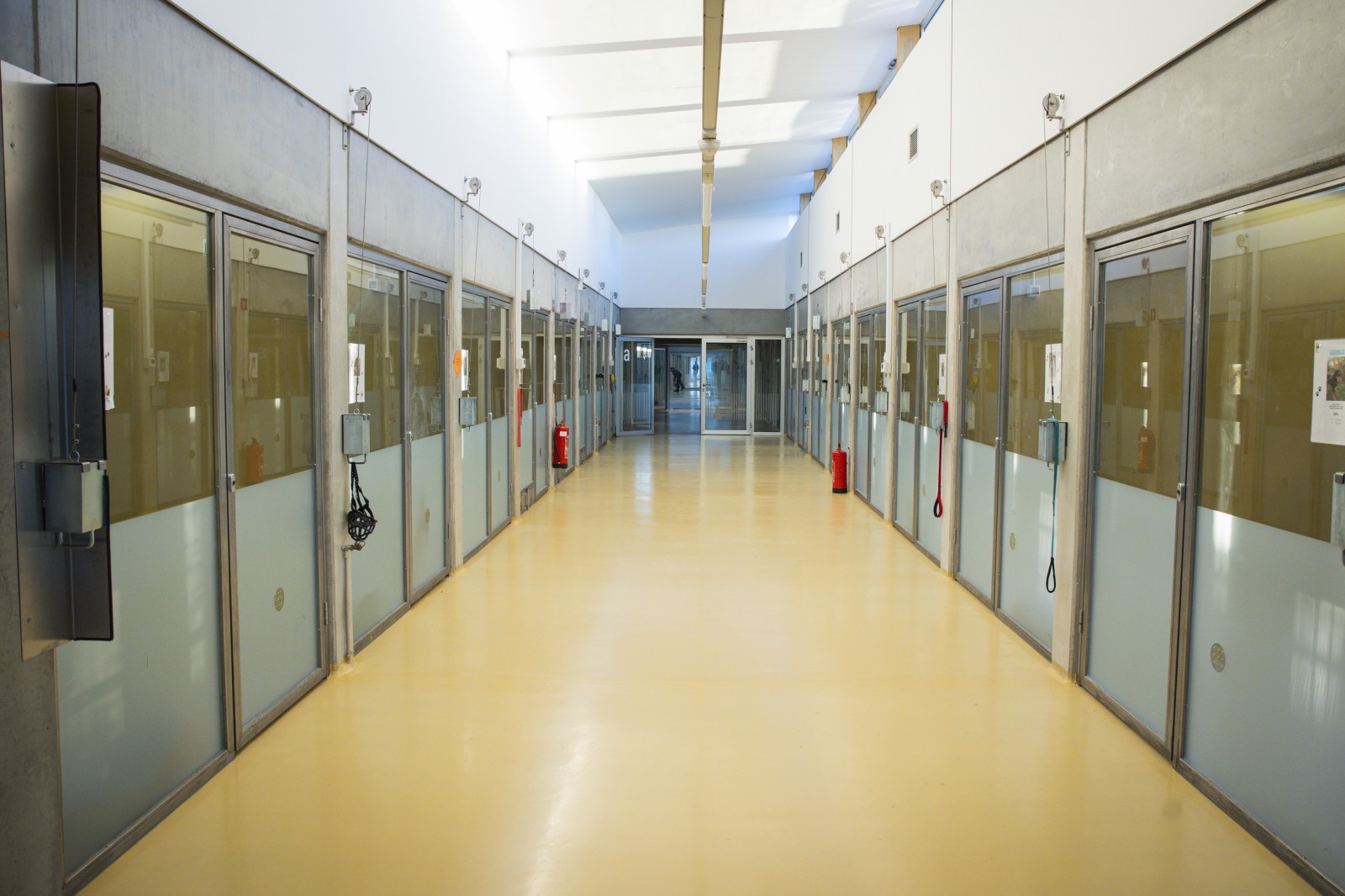 Zavetišča za živali zaradi strožjih normativov odpovedujejo pogodbe občinam