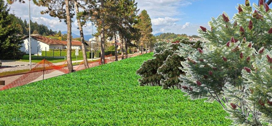 Po zaključenih gradbenih delih sledi nova zasaditev ob Goriški cesti